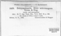 Neofusicoccum ribis image